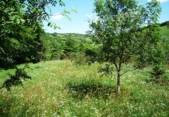 The wildflower meadow in the summer
